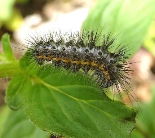 Réf. 281 882 : Acronicta euphorbiae